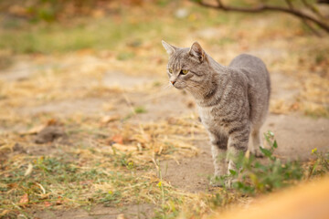 Naklejka na ściany i meble tabby grey cat walking on nature, pet in autumn season, rural scene