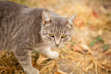 tabby grey cat walking on nature, pet in autumn season, rural scene