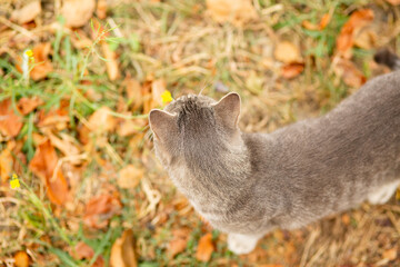 tabby grey cat walking on nature, pet in autumn season, rural scene