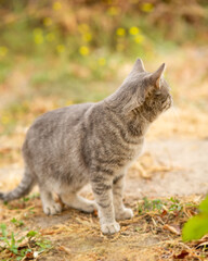 tabby grey cat walking on nature, pet in autumn season, rural scene