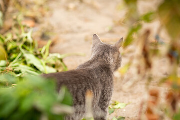 tabby grey cat walking on nature, pet in autumn garden, rural scene