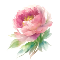 Watercolor drawing  of a beautiful peony on white, flower in logo style. Watercolour painting of pink peony, AI generated.
