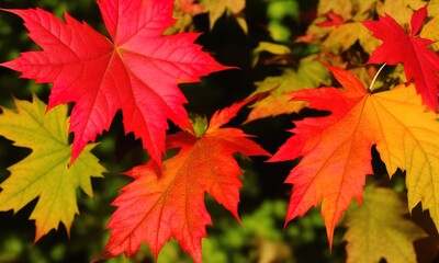 red maple leaves