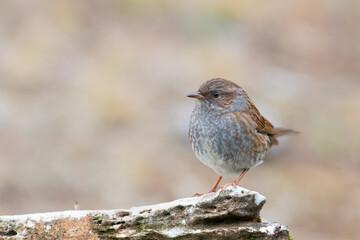 Dunnock