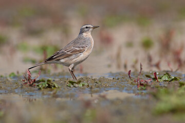 Water Pipit
