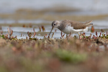 Green Sandpiper