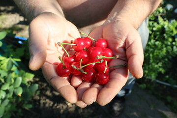 Grandfather elderly man holding a handful of fresh red cherries in the village