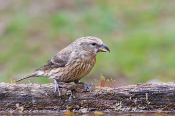 Red Crossbill