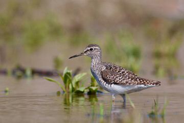 Wood Sandpiper