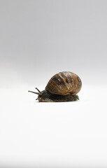 garden snail on white background