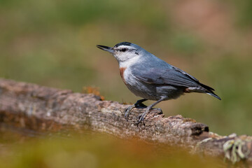 Krüper`s Nuthatch