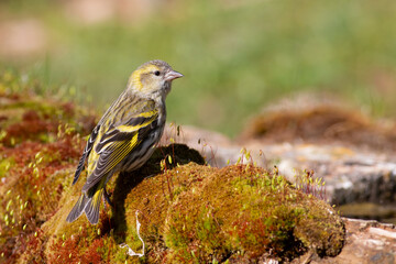 Eurasian Siskin