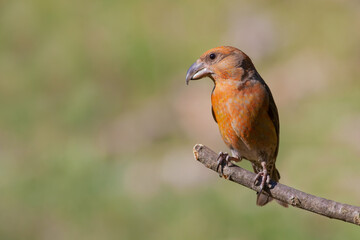 Red Crossbill