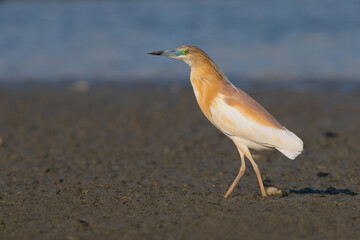 Squacco Heron