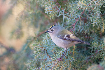 Goldcrest