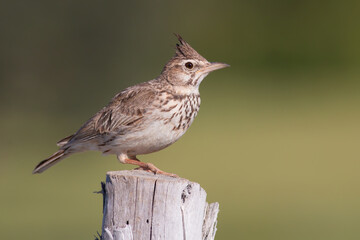 Crested Lark