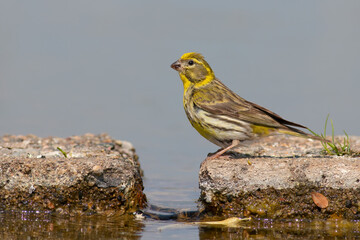 European Serin