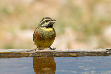 Cirl Bunting