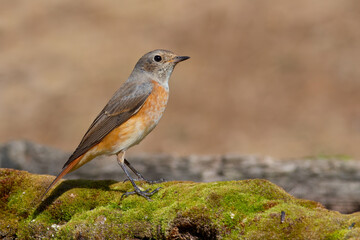 Common Redstart