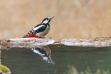 Great Spotted Woodpecker
