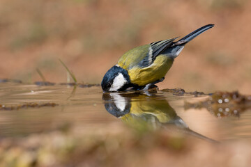 Great Tit