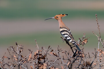 Eurasian hoopoe © Kenan