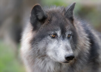 Obraz premium Closeup portrait of Gray Wolf in forest
