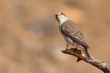 Spotted Flycatcher
