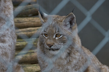 Lynx in the zoo, side view, metal mesh