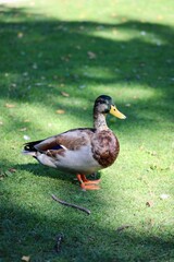 Duck in Westerpark Amsterdam