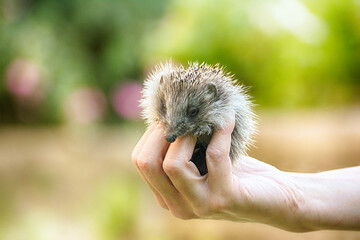 Small beautiful European hedgehog (Erinaceus europaeus)  in palm of the hand. .Wild animal in the home garden.