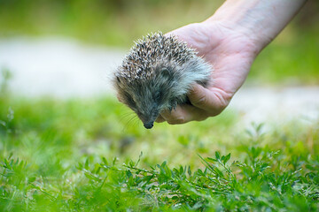 Small beautiful European hedgehog (Erinaceus europaeus)  in palm of the hand. .Wild animal in the home garden. © yura2087