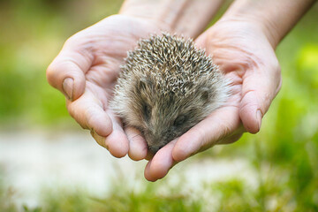 Small beautiful European hedgehog (Erinaceus europaeus)  in palm of the hand. .Wild animal in the...