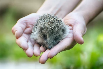 Foto op Aluminium Small beautiful European hedgehog (Erinaceus europaeus)  in palm of the hand. .Wild animal in the home garden. © yura2087