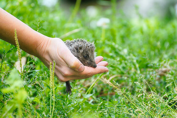 Small beautiful European hedgehog (Erinaceus europaeus)  in palm of the hand. .Wild animal in the...