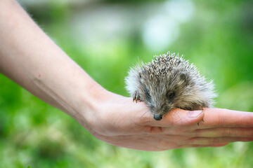 Small beautiful European hedgehog (Erinaceus europaeus)  in palm of the hand. .Wild animal in the home garden.