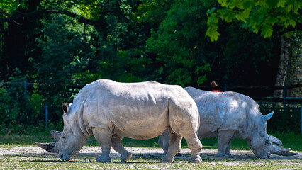 Guardians of the Grasslands. White rhinos