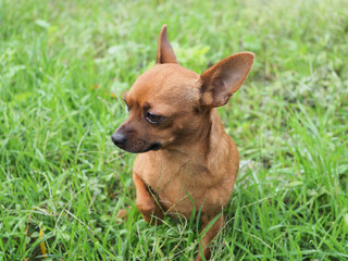 Chihuahua marrone seduto tra i fili d'erba