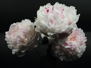 Closeup of three white peonies on a dark background.