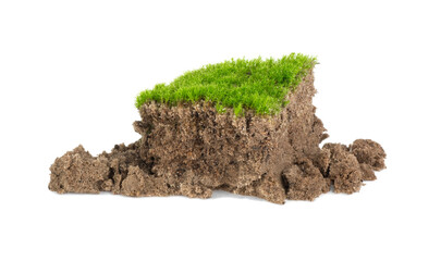 Green moss growing on sand isolated on white background