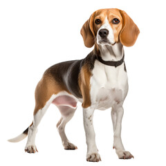Beagle dog, tricolor coat, ears drooping, tail wagging, full-body pose, transparent background.