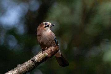 Eurasian jay on the birch, Garrulus glandarius