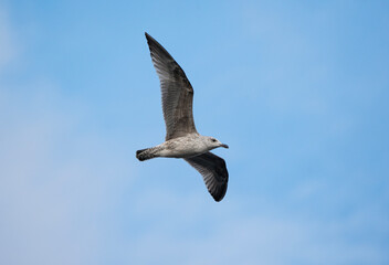 Gull in flight, European herring gull, Larus argentatus