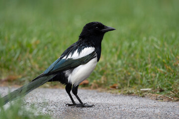 Magpie on a rainy day