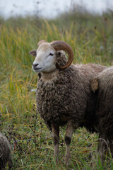 Fototapeta premium ram in a field, portrait, vertical shot