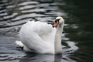 Obraz premium Swan in the water, large white bird, Cygnus olor