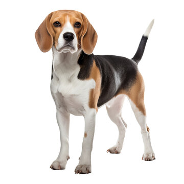 Beagle dog in full stance, with a clear, transparent background showcasing its tricolor coat, floppy ears, and friendly demeanor.