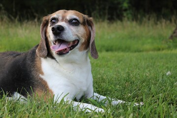 Adorable happily smiling beagle dog resting on the green grass on the blurred background