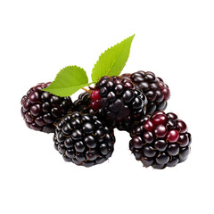 Blackberry with vibrant purple-black hue, showcasing its full, plump body and delicate texture, presented on a clear background.
