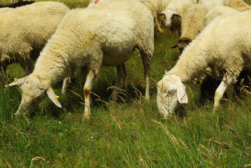 Sheep grazing the grass on the plateau